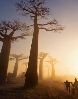 Allée des Baobabs