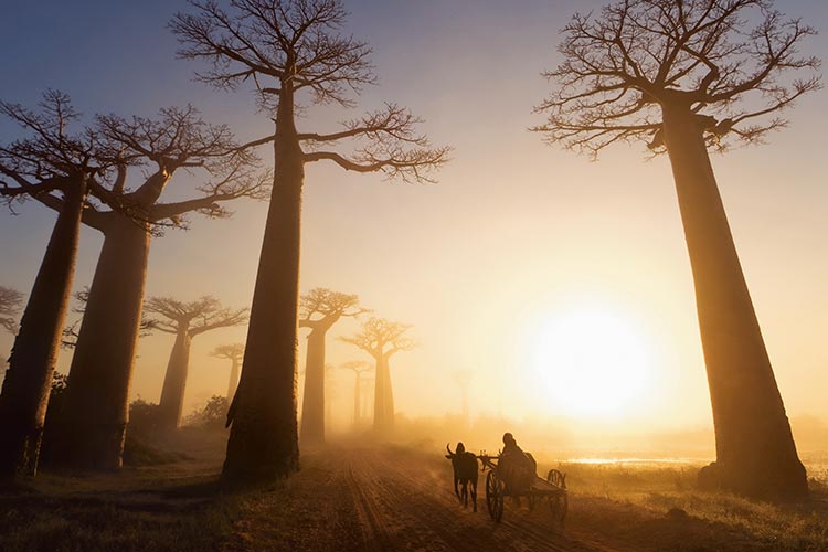 Allée des Baobabs