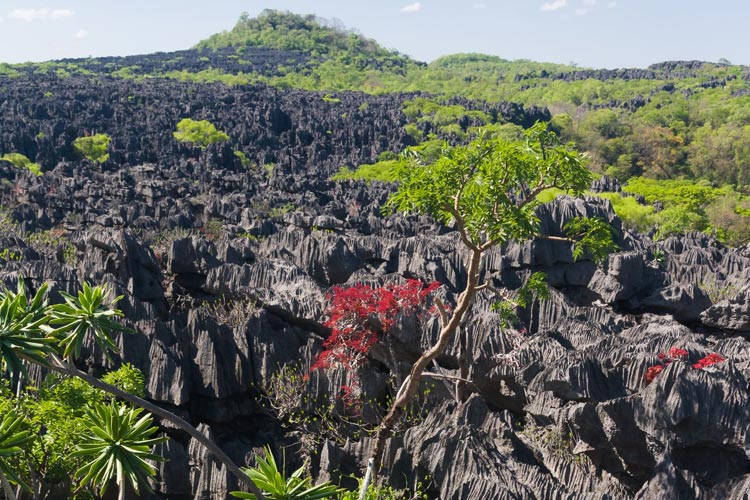 Ankarana National Park