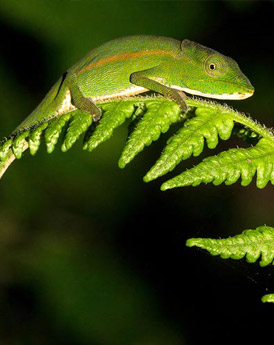 Ranomafana National Park