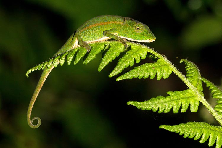 Ranomafana National Park