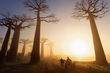 Allée des Baobabs