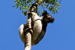 Andasibe Mantadia National Park
