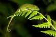 Ranomafana National Park