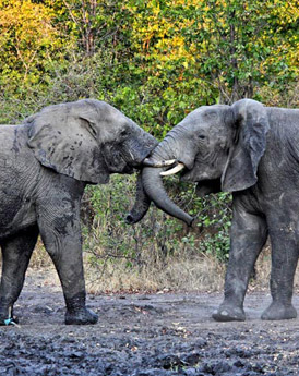 Liwonde National Park