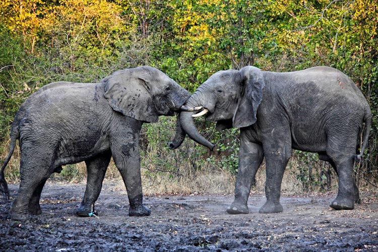 Liwonde National Park