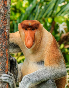 Bako National Park