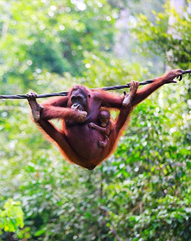 Borneo