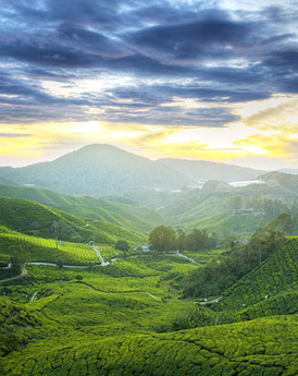 Cameron Highlands
