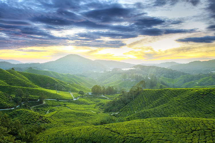 Cameron Highlands