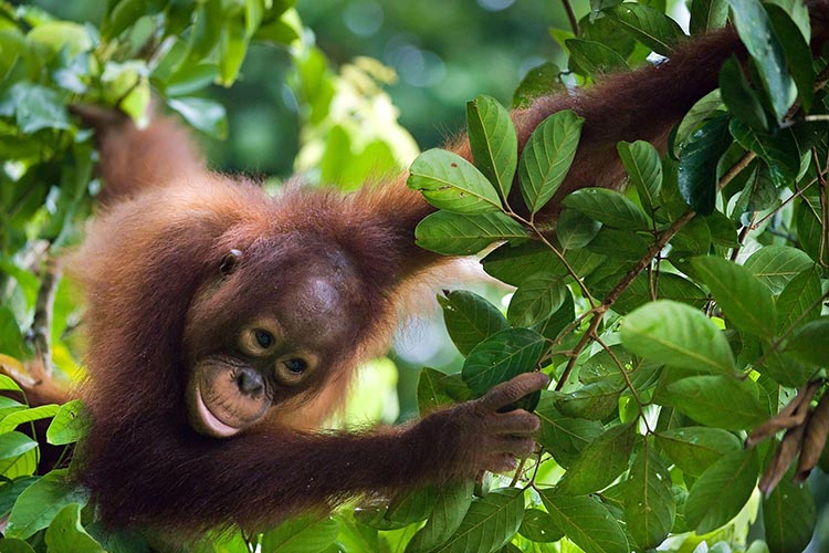 Orang-oetans (Borneo)