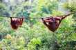 Borneo
