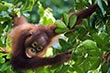 Orang-oetans (Borneo)