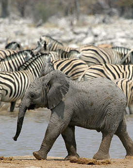 Etosha National Park