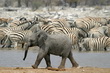 Etosha National Park