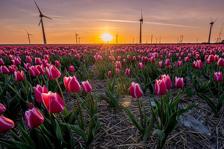 Flevoland