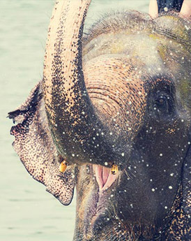 Chitwan National Park