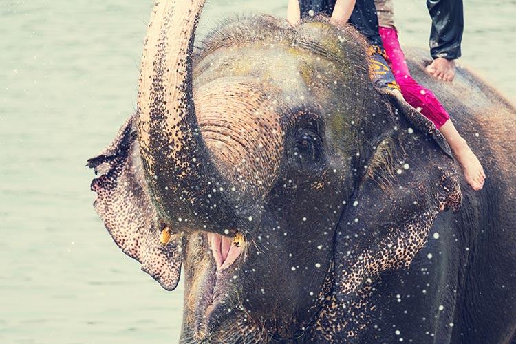 Chitwan National Park