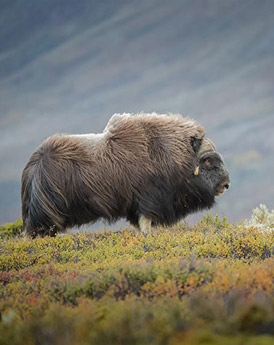 Dovrefjell Sunndalsfjella NP