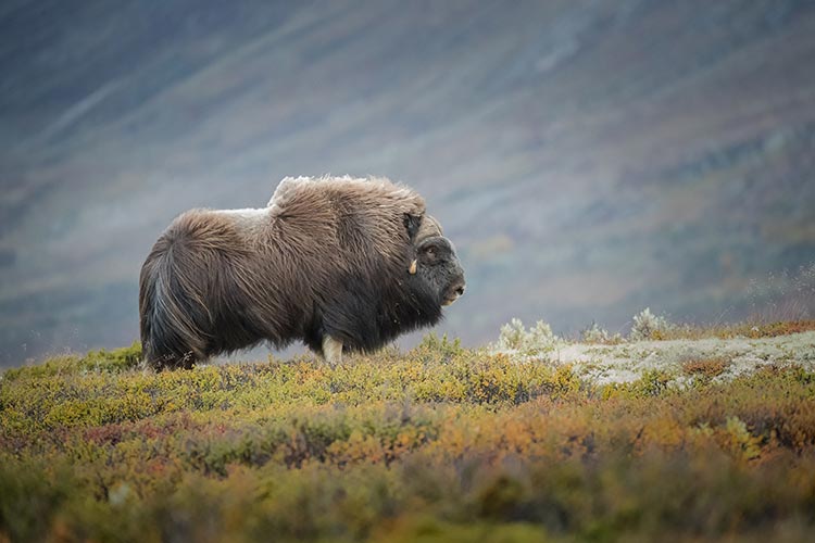 Dovrefjell-Sunndalsfjella National Park