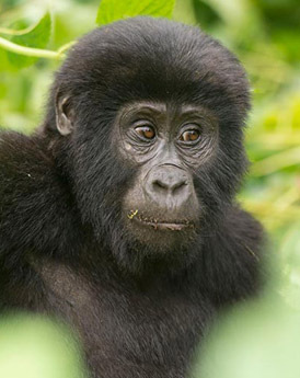 Bwindi Impenetrable National Park