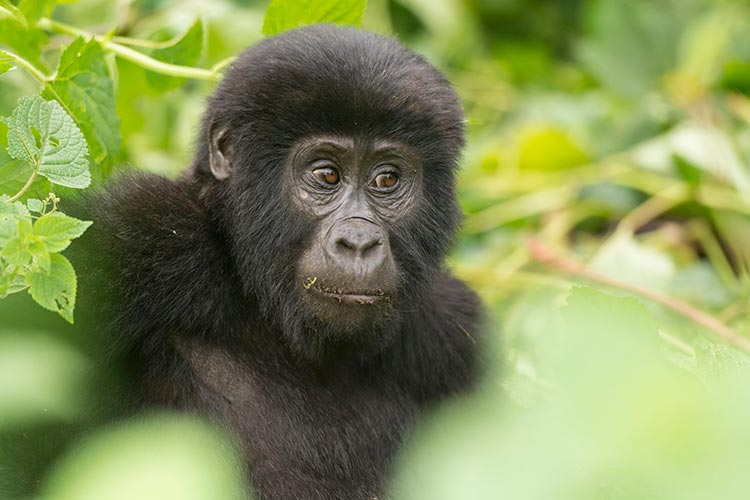 Bwindi Impenetrable National Park