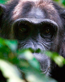 Kibale Forest National Park