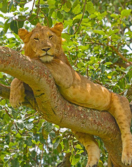 Queen Elizabeth National Park