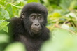 Bwindi Impenetrable National Park