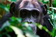 Kibale Forest National Park