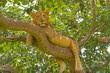 Queen Elizabeth National Park
