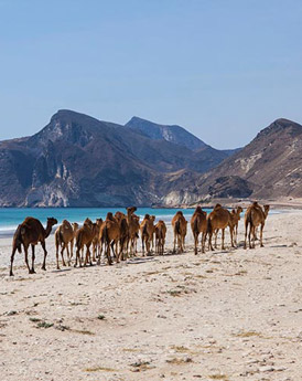 Eilanden Oman