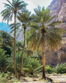 Wadi Shab