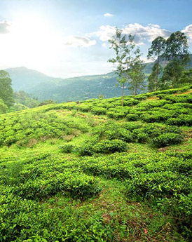 Nuwara Eliya