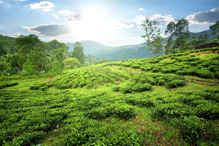 Nuwara Eliya