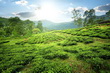 Nuwara Eliya
