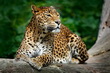 Yala National Park