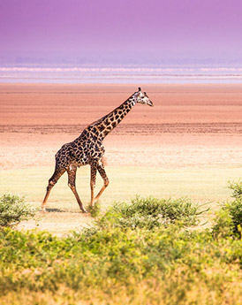 Lake Manyara National Park