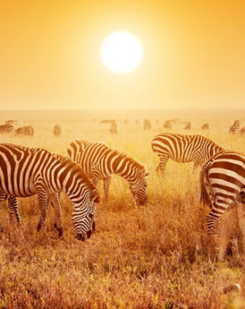 Serengeti