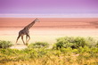 Lake Manyara National Park