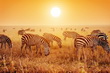 Serengeti