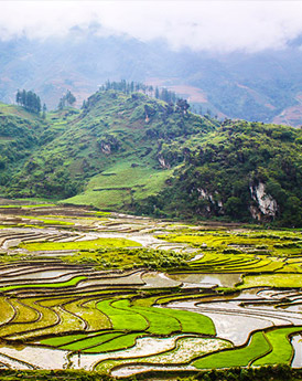 Sapa