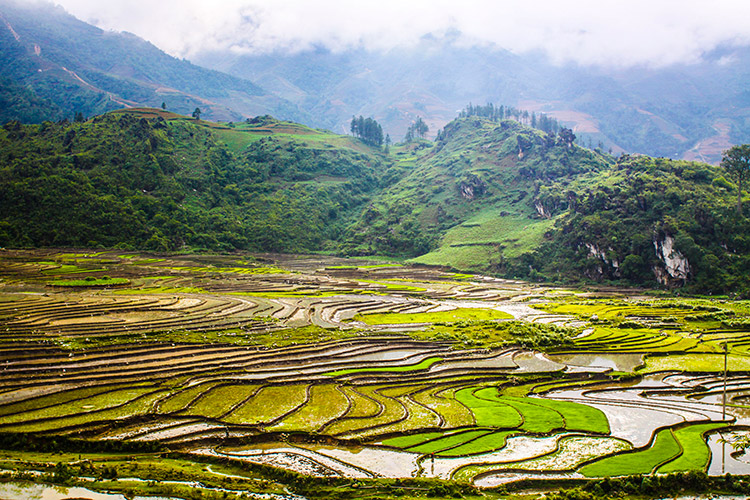 Sapa
