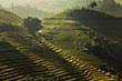 Mu Cang Chai