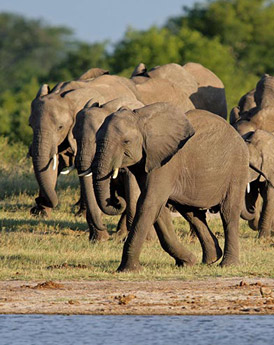 Hwange National Park