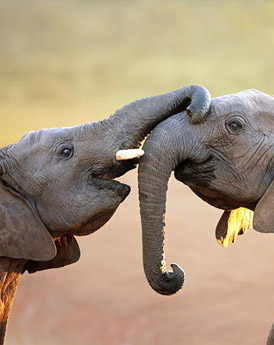 Addo Elephant National Park