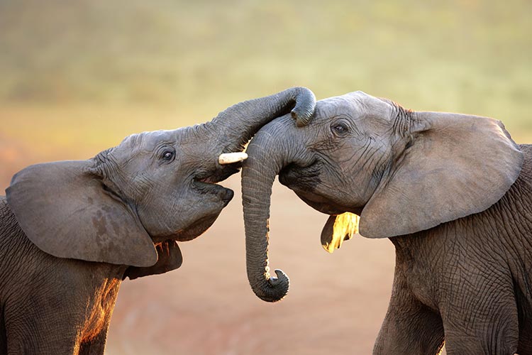 Addo Elephant National Park