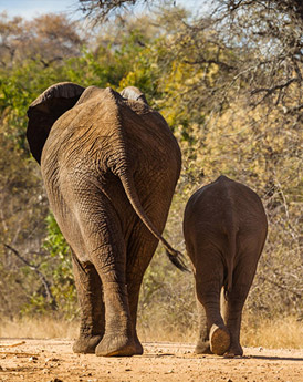 Kruger National Park