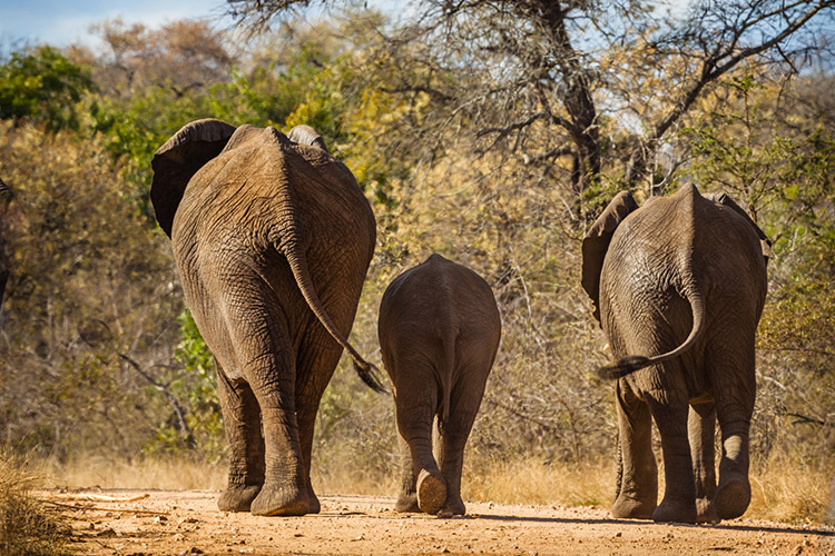 Kruger National Park