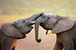 Addo Elephant National Park
